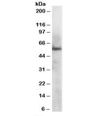ERp57 Antibody