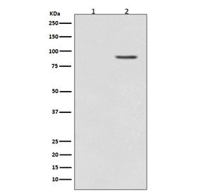 Phospho-BRAF Antibody (pT401)
