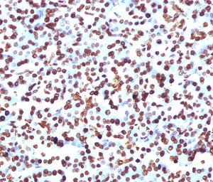 SOX9 Antibody