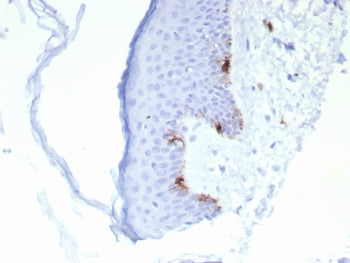 MART-1 / Melan-A Antibody
