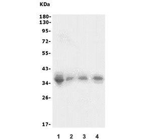 XRCC2 Antibody