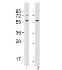 Src Antibody