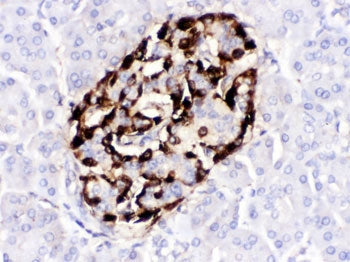 IHC testing of FFPE human pancreas with VIP antibody. HIER: Boil the paraffin sections in pH 6, 10mM
