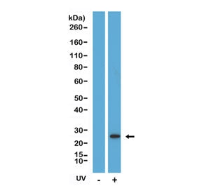 Cleaved Caspase 8 Antibody