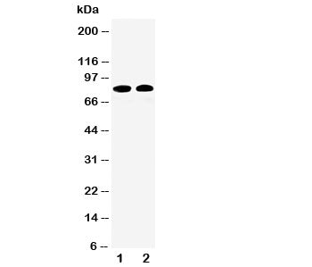 Calpain 1 Antibody