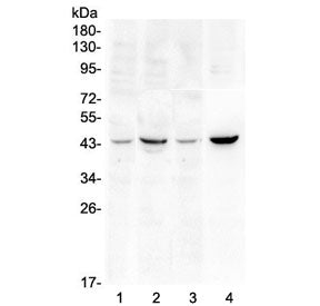 SOX3 Antibody