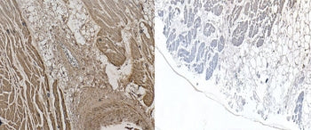 NKX2.5 Antibody