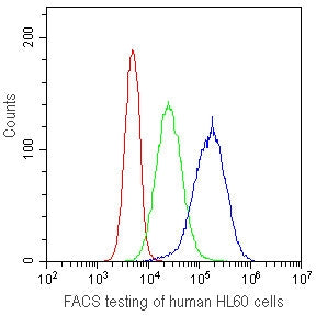 CD41 Antibody / ITGA2B