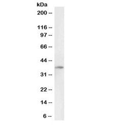 Western blot testing of human liver lysate with biotinylated DARC antibody at 0.1ug/ml. Predicted mo