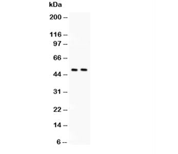 c-Myc Antibody