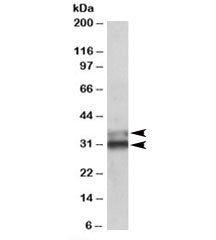 ETFA Antibody