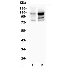 NFAT2 Antibody / NFATC1