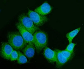 FKBP10 Antibody