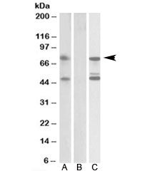 Western blot testing of HEK293 lysate overexpressing human ASNSD1-FLAG probed with ASNSD1 antibody [