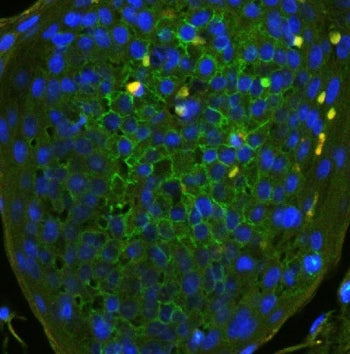 Immunofluorescent staining of FFPE human tonsil with CD44 antibody (green) at 1ug/ml and DAPI nuclea