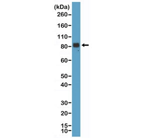 Chromogranin A Antibody / CHGA