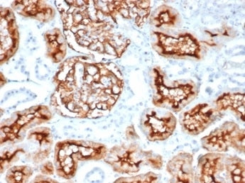 IHC staining of FFPE human kidney tissue with CD10 antibody (clone MME/6714). HIER: boil tissue sect