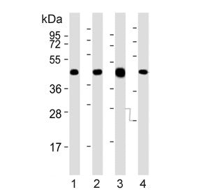 Utf1 Antibody
