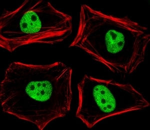 Fluorescent image of HeLa cells stained with TLE1 antibody diluted at 1:25 dilution. An Alexa Fluor