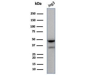 Western blot testing of human JEG3 cell lysate with HLA-G antibody (clone HLAG/7750). Expected molec