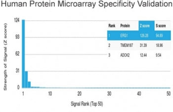 Analysis of HuProt(TM) microarray containing more than 19,000 full-length human proteins using ERG a