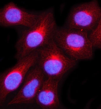 MUC3A/B Antibody