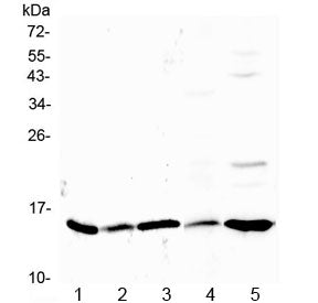Galectin 1 Antibody