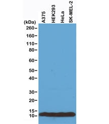 Histone H4 Antibody