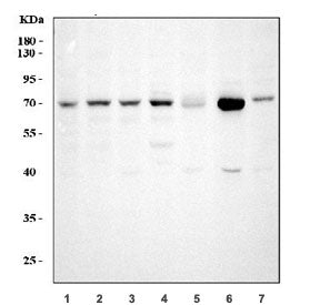 GRP75 Antibody