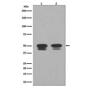 Western blot testing of human 1) Raji and 2) HepG2 cell lysate with TP53 antibody. Predicted molecul