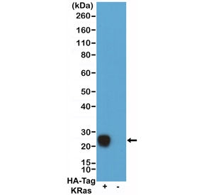 HA Tag Chimeric Human Antibody