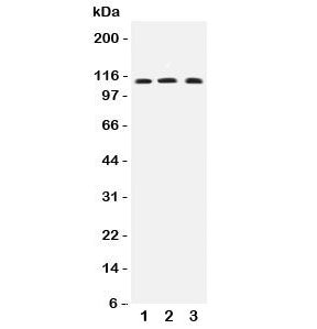TRPC4 Antibody
