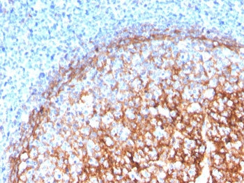 CD11b Antibody / MAC-1
