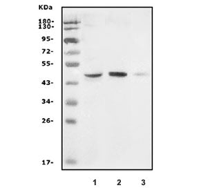 GDF8 Antibody / Myostatin