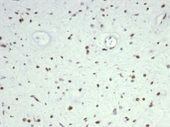 MyoD1 Antibody