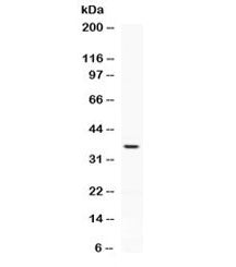 Western blot testing of human HeLa cell lysate with PD-L2 antibody at 0.5ug/ml. Expected molecular w