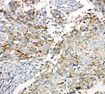 Connexin 43 Antibody / Cx43
