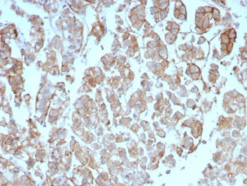 IHC staining of FFPE human adrenal gland tissue with Interleukin-2 antibody (clone IL2/8712). HIER: