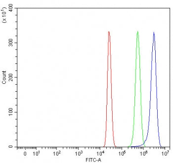 Ras and Rab interactor 1 Antibody / RIN1