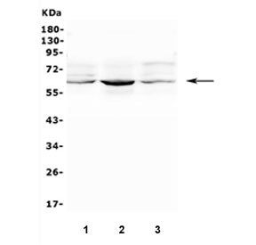 SMOX Antibody