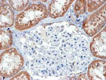 USP16 Antibody