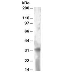 TSPAN32 Antibody