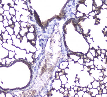 AQP5 Antibody / Aquaporin 5