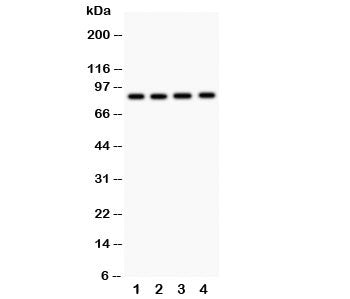NOX5 Antibody