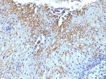 CD59 Antibody