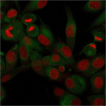Immunofluorescent staining of permeabilzed human U-87 MG cells with recombinant CD68 antibody (clone