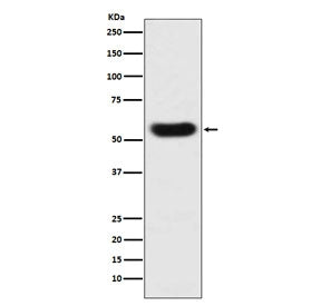 Antithrombin III Antibody