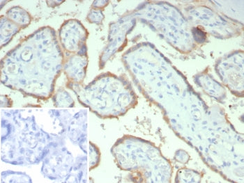 IHC staining of FFPE human placental tissue with HCG-alpha antibody (clone hCGa/7873). Inset: PBS us