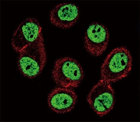 BMI1 Antibody