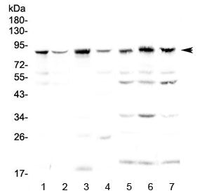 BAP1 Antibody